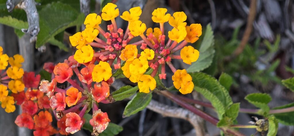 summer flowers