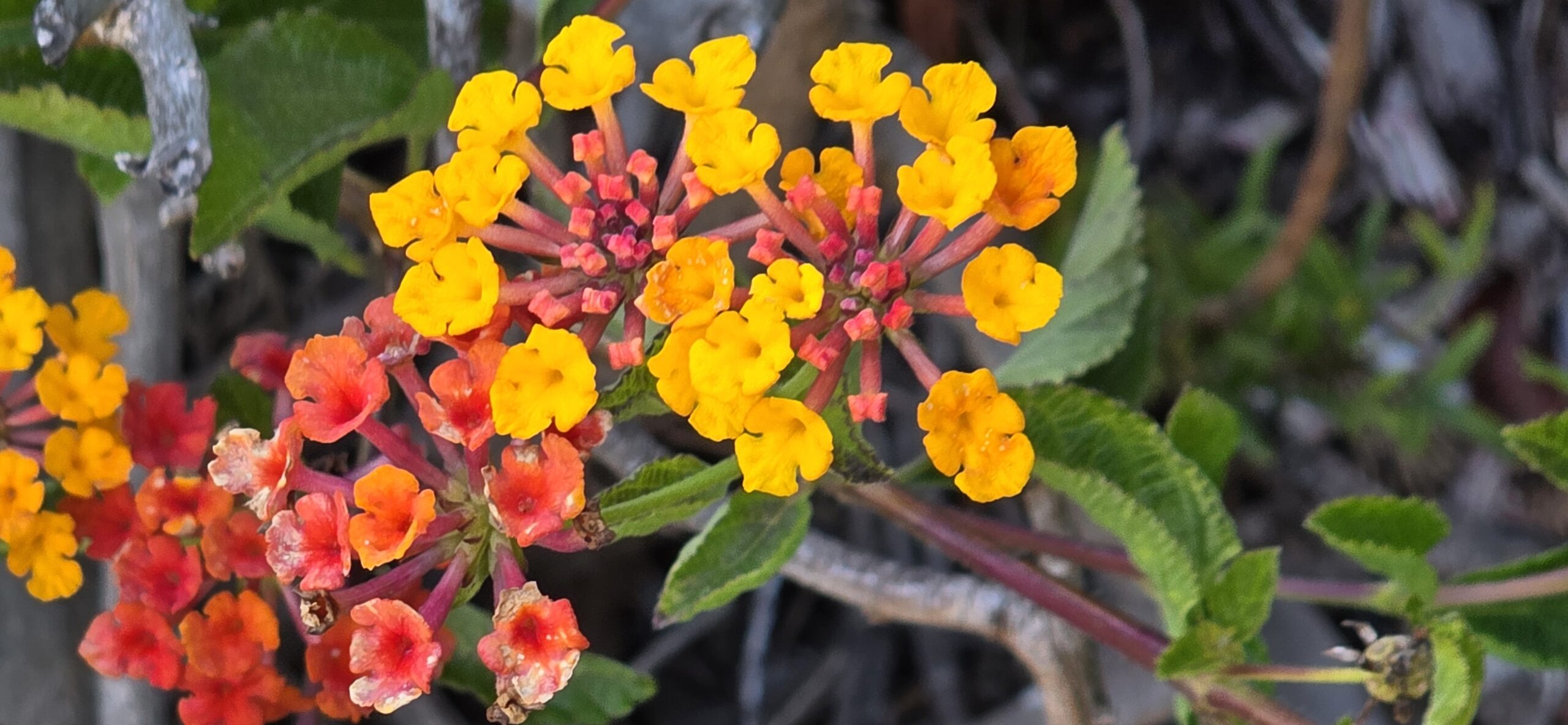 summer flowers